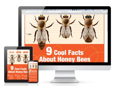 Proprietary script detects your screen size and delivers the right size image
