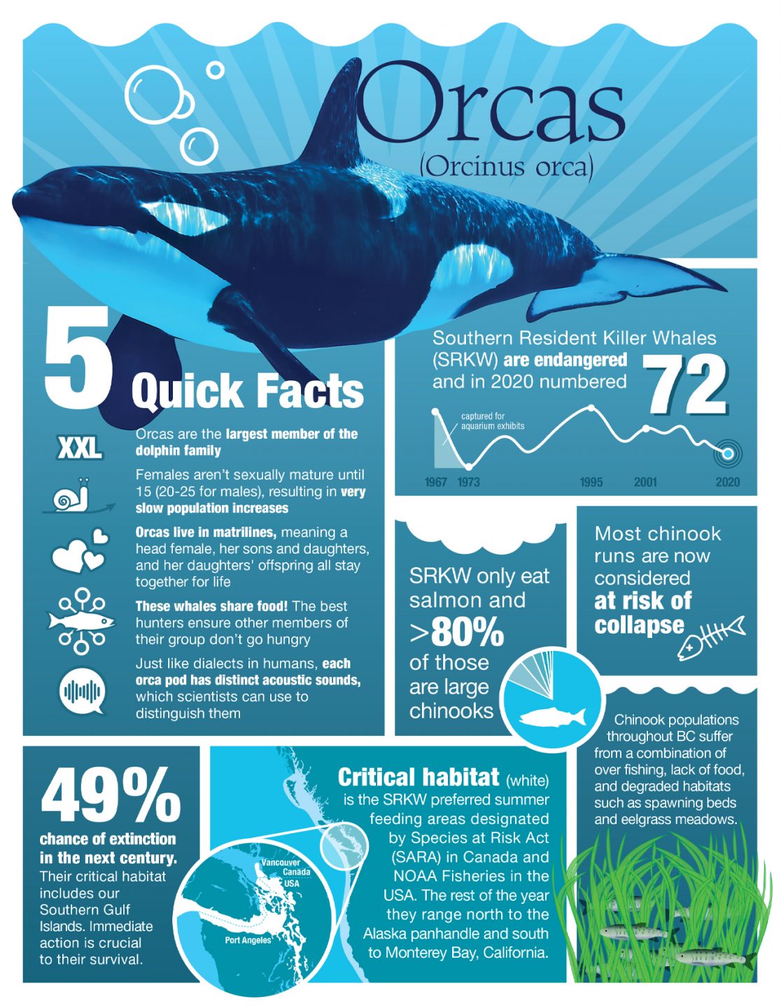 Endangered Killer Whales Infographic What You Should Know How To Help   SRKW TN 1116x1437 