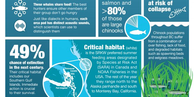 Endangered Killer Whales infographic what you should know & how to help