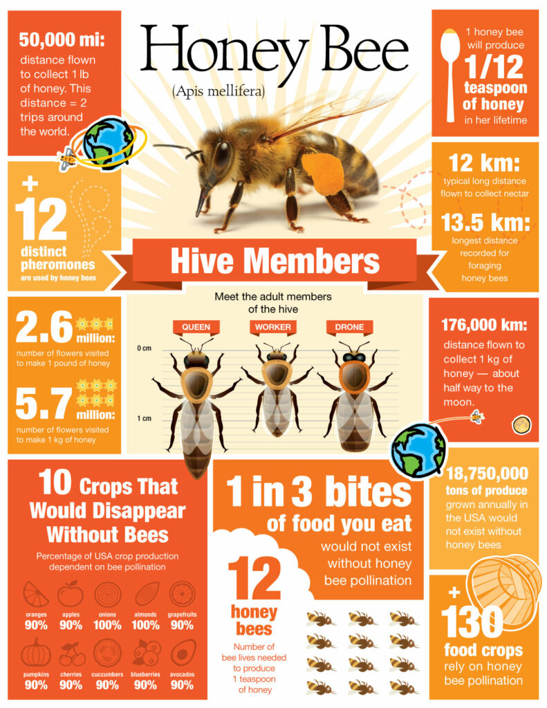 Honey bee facts are packed into this letter page Infographic