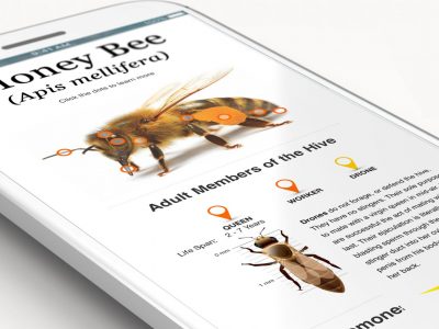online infographic displays responsively on all screen sizes
