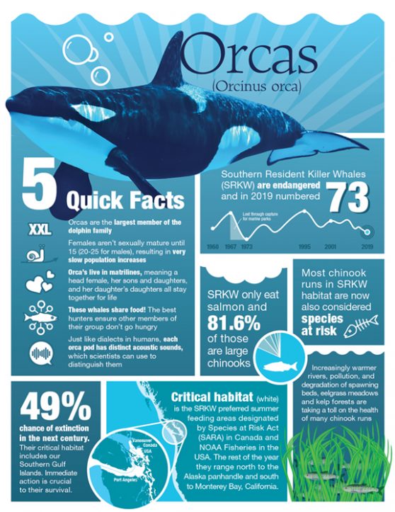 whale-fact-sheet-front | Info-graphics