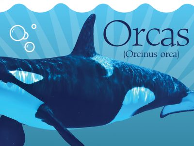 endangered killer whales infographic